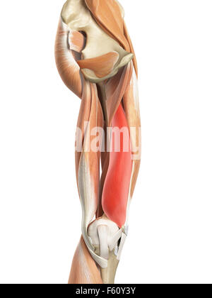 Illustration de l'exacte médicalement le vastus medialis Banque D'Images