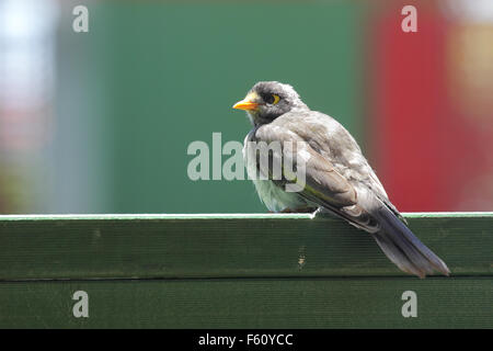 Noisy Miner (Manorina melanocephala) assis sur une clôture sur Raymond Island dans le lac King, Victoria, Australie. Banque D'Images