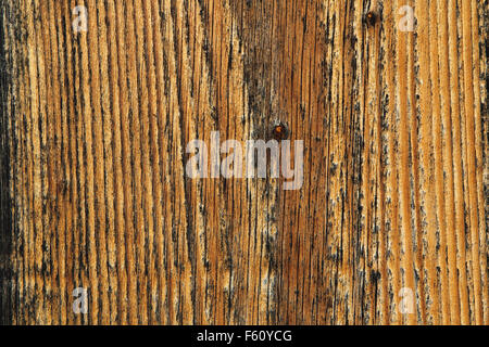 Fond naturel de planches de bois montrant des détails fins de grain de bois. Banque D'Images