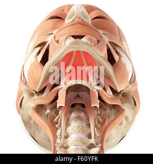 Illustration de l'exacte médicalement mylohyoid Banque D'Images