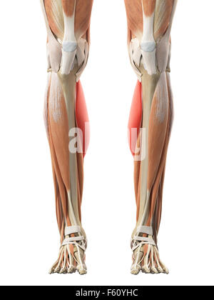 Illustration de l'exacte médicalement gastrocnemius medial head Banque D'Images