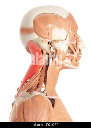 Illustration de l'exacte médicalement splénius capitis Banque D'Images