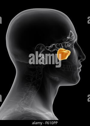 Illustration de l'exacte du point de vue médical sinus maxiallary Banque D'Images