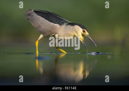 Bihoreau gris (Nycticorax nycticorax), adulte, pêche heron Parc National de Kiskunság, Hongrie Banque D'Images