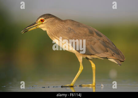 Bihoreau gris (Nycticorax nycticorax), jeune oiseau dans l'eau, le Parc National Kiskunság, Hongrie Banque D'Images