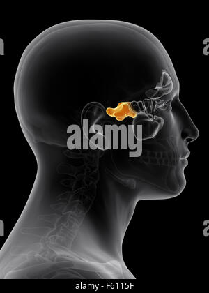 Illustration de l'exacte du point de vue médical sinus sphénoïdal Banque D'Images