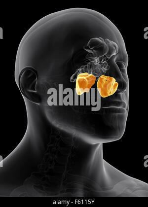 Illustration de l'exacte du point de vue médical du sinus maxillaire Banque D'Images