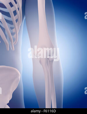 Illustration - os médicalement exacts du coude Banque D'Images