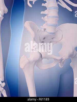 Illustration - médicalement exacts les os de la hanche Banque D'Images