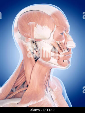 Illustration de l'exacte médicalement muscles faciaux Banque D'Images