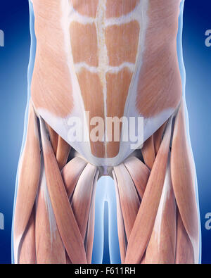 Illustration de l'exacte médicalement les abdominaux Banque D'Images