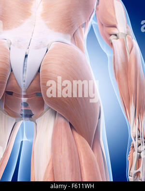 Illustration de l'exacte médicalement muscle grand fessier Banque D'Images