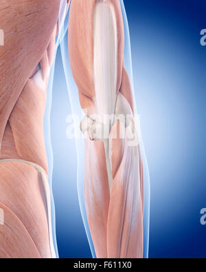Illustration de l'exactitude médicale anatomie du coude Banque D'Images