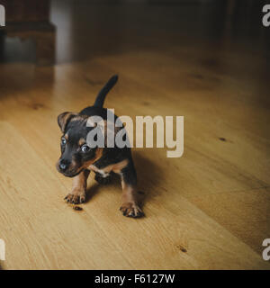 Jack Russell Terrier puppy prêt à bondir Banque D'Images