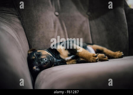 Jack Russell Terrier puppy allongé sur une chaise Banque D'Images