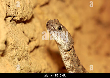 Crotale de l'ouest ou crotale des prairies (Crotalus viridis), adulte, portrait, trouvé en Amérique du Nord, captive Banque D'Images