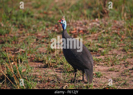 Pintade de Numidie (Numida meleagris), Kruger National Park, Afrique du Sud Banque D'Images