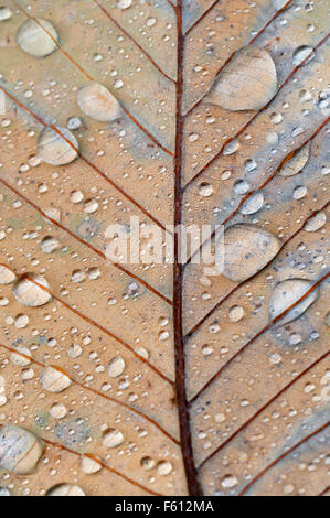 Ou arméniennes Pontine (Quercus pontica), feuilles d'automne dessous avec les gouttes de pluie, Rhénanie du Nord-Westphalie, Allemagne Banque D'Images