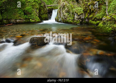 Ruisseau, cascade dans la forêt tropicale, Parc National Tierra del Fuego, Argentina Banque D'Images