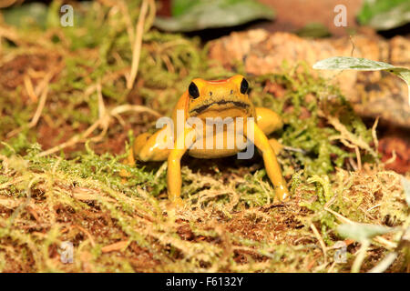 Black-legged frog poison dart frog, bicolores ou neari (Phyllobates bicolor), adulte, alerte, trouvés en Amérique du Sud, captive Banque D'Images