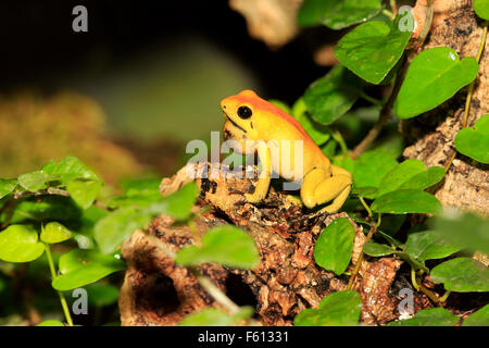 Black-legged frog poison dart frog, bicolores ou neari (Phyllobates bicolor) avec la gorge, alerte, adultes Banque D'Images