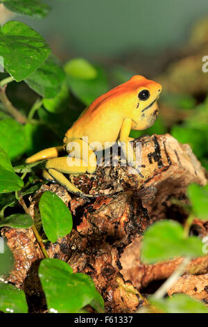Black-legged frog poison dart frog, bicolores ou neari (Phyllobates bicolor) avec la gorge, alerte, adultes Banque D'Images