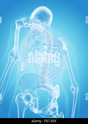 Illustration de l'exacte médicalement squelette humain - l'arrière Banque D'Images