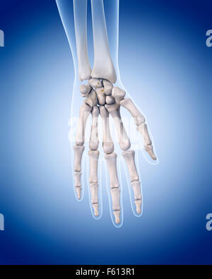 Illustration de l'exacte médicalement squelette humain - la main Banque D'Images