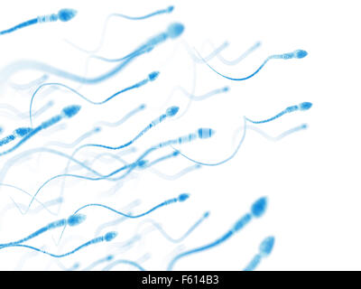 Des droits de l'illustration exacte médicalement sperme Banque D'Images