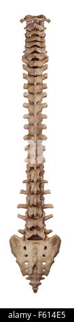 Illustration de l'exacte médicalement colonne vertébrale humaine Banque D'Images