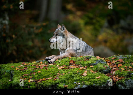 Le loup gris d'Europe (Canis lupus) reposant sur le roc en forêt Banque D'Images