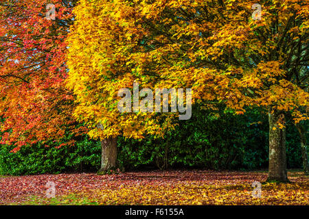 Red Maple, Acer rubrum October Glory', 'et Fastigiate Norway Maple, Acer platanoides 'Columnare' à Bowood dans le Wiltshire. Banque D'Images