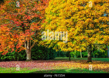 Red Maple, Acer rubrum October Glory', 'et Fastigiate Norway Maple, Acer platanoides 'Columnare' à Bowood dans le Wiltshire. Banque D'Images