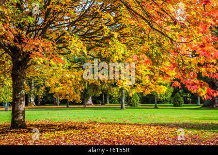 Red Maple, Acer rubrum October Glory', 'et Fastigiate Norway Maple, Acer platanoides 'Columnare' à Bowood dans le Wiltshire. Banque D'Images