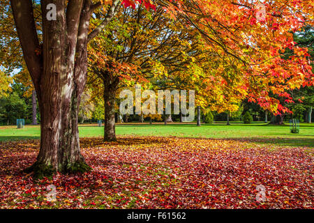 Red Maple, Acer rubrum October Glory', 'et Fastigiate Norway Maple, Acer platanoides 'Columnare' à Bowood dans le Wiltshire. Banque D'Images