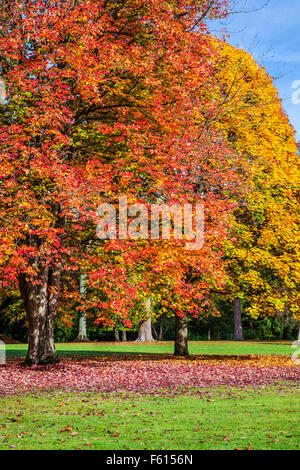 Red Maple, Acer rubrum October Glory', 'et Fastigiate Norway Maple, Acer platanoides 'Columnare' à Bowood dans le Wiltshire. Banque D'Images