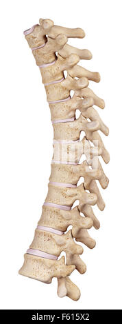 Illustration de l'exacte médicalement Colonne thoracique Banque D'Images