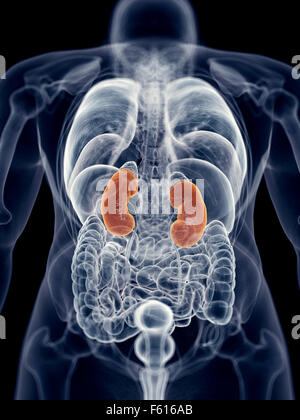 Illustration de l'exacte médicalement reins Banque D'Images