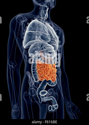 Illustration de l'exacte médicalement petit intestin Banque D'Images