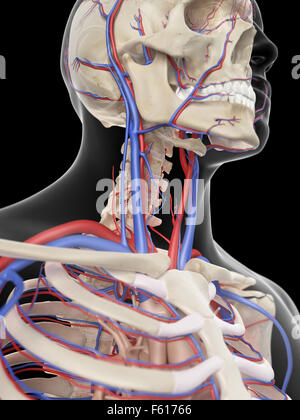 Illustration de l'exacte médicalement les veines et les artères de la tête Banque D'Images