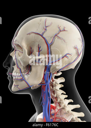 Illustration de l'exacte médicalement les veines et les artères de la tête Banque D'Images