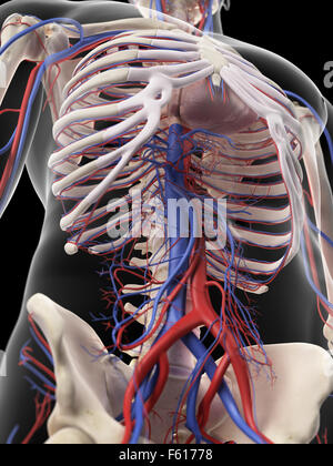 Illustration de l'exacte médicalement les veines et artères abdominales Banque D'Images