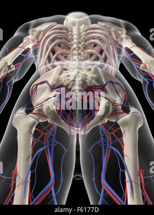 Illustration de l'exacte médicalement système circulatoire pelvien Banque D'Images