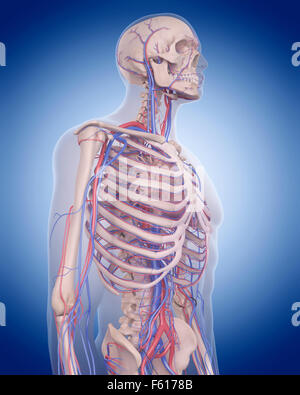 Illustration de l'exacte médicalement système circulatoire - thorax Banque D'Images