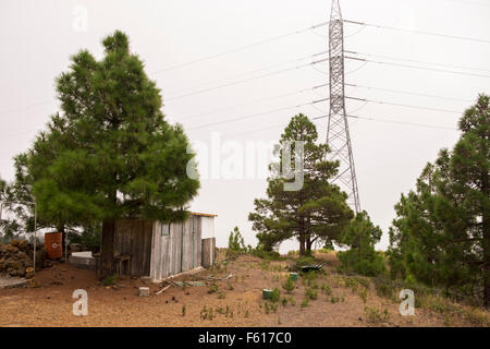 Cabane de fortune par des pins des Canaries dans une zone rurale de Tenerife, Canaries, Espagne, Banque D'Images