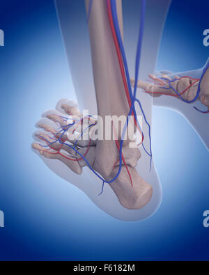Illustration de l'exacte médicalement système circulatoire - pied Banque D'Images