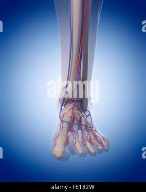 Illustration de l'exacte médicalement système circulatoire - pied Banque D'Images