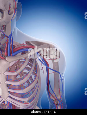 Illustration de l'exacte médicalement système circulatoire - épaule Banque D'Images