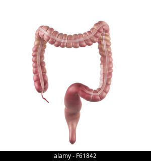 Illustration de l'exacte médicalement colon Banque D'Images