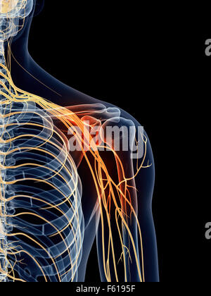 Illustration - médicalement exacts des nerfs de l'épaule douloureuse Banque D'Images